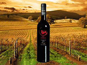 �����ǵ��M�����Q�����޹�˾