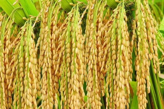 ��Z����|���������ᣬ�ﲻ�ա����ữ�˵���⣬�������S�������̖