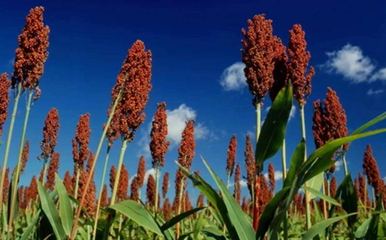 ���x�������I�k���磬�׾ƾ��x�o��ƣ����H�棩��