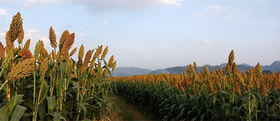 ���������׾� ������ȽȽ����