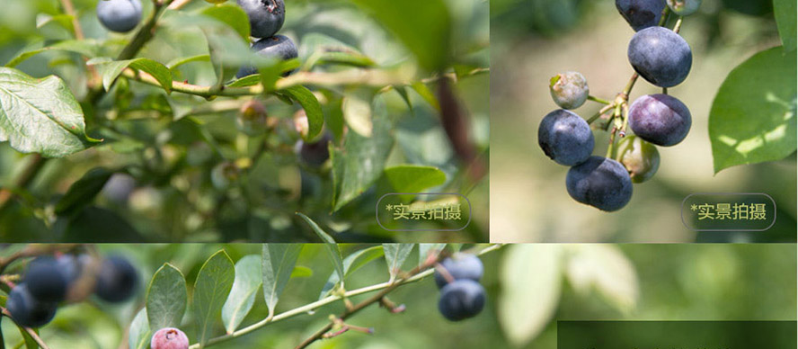 貴州茅臺(集團)生態(tài)農業(yè)產業(yè)發(fā)展有限公司