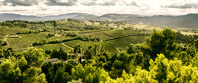 藍菲·精選干紅葡萄酒