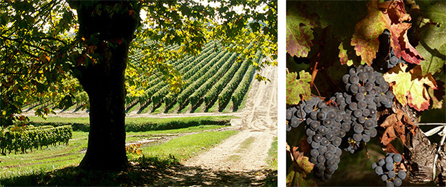 藍菲·精選干紅葡萄酒