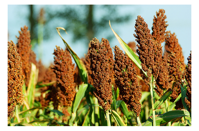 魏井窖酒G3濃香型500mL42度~50度