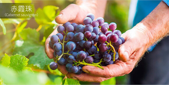 圣堡龍 艾森干紅葡萄酒