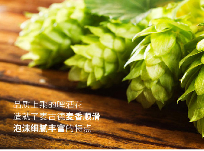 青源精釀白啤酒500ml