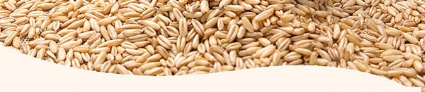 大喜事酒-喜結天下