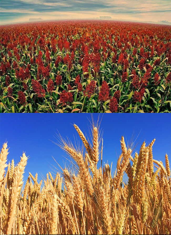 老貢生態原漿酒V9