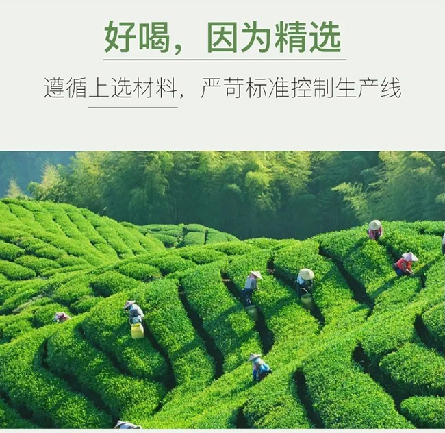 初飲初茶青檸烏龍茶【500ml】