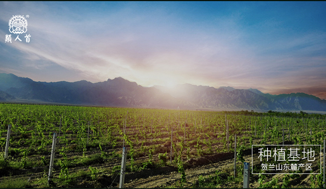 類人首經典蛇龍珠干紅葡萄酒12°750ml
