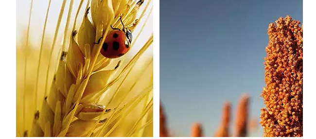 迎賓點醬酒工匠醬香型白酒