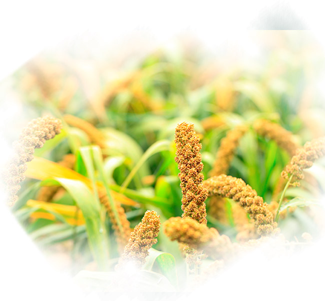 永豐小米二鍋頭清香型白酒