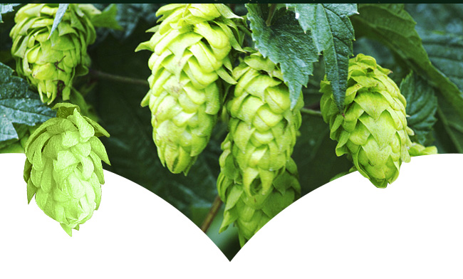 魯雪精制啤酒8度