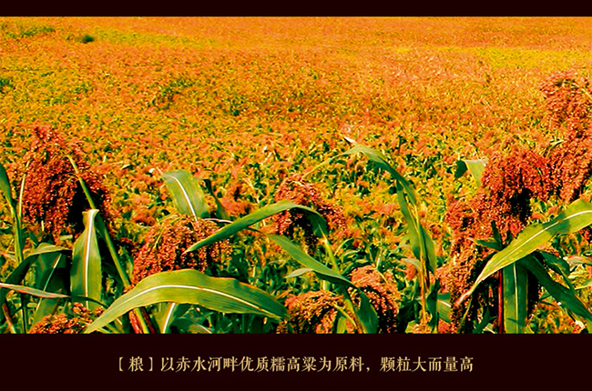 習酒貴源鑒賞級 醬香型白酒【53° 500ml】