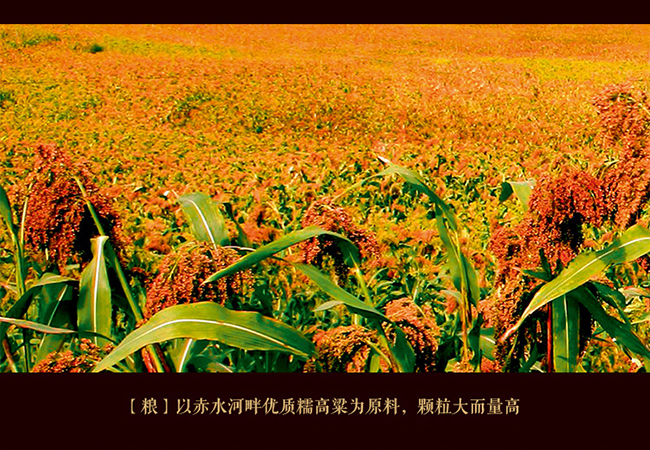 習酒貴源收藏級 醬香型白酒【53° 500ml】