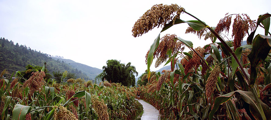 �F��ʡ�ʑ���é�_�ؔ��ᄾƣ����F�����޹�˾