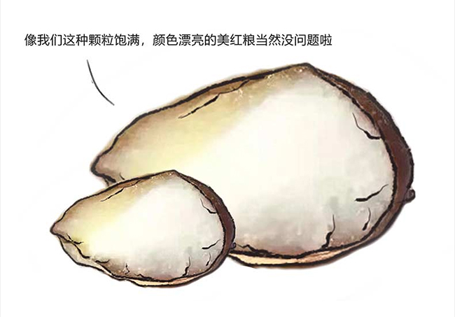 ���_�u�� �u���Ͱ׾ơ�53�� 500ml��