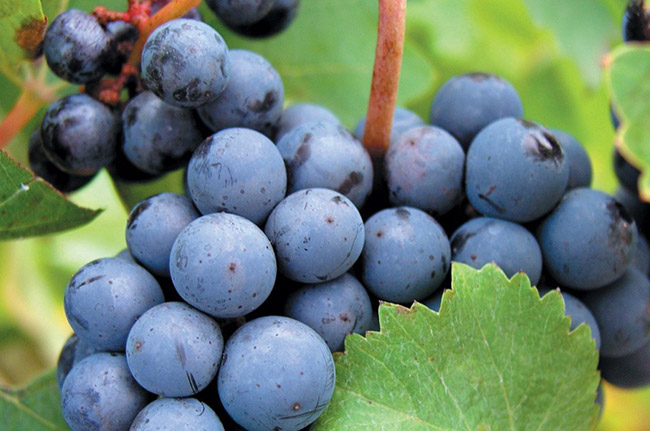 ƷƷ:��퍺�ϼ��ɼt���Ѿ�